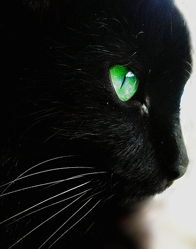 black-cat