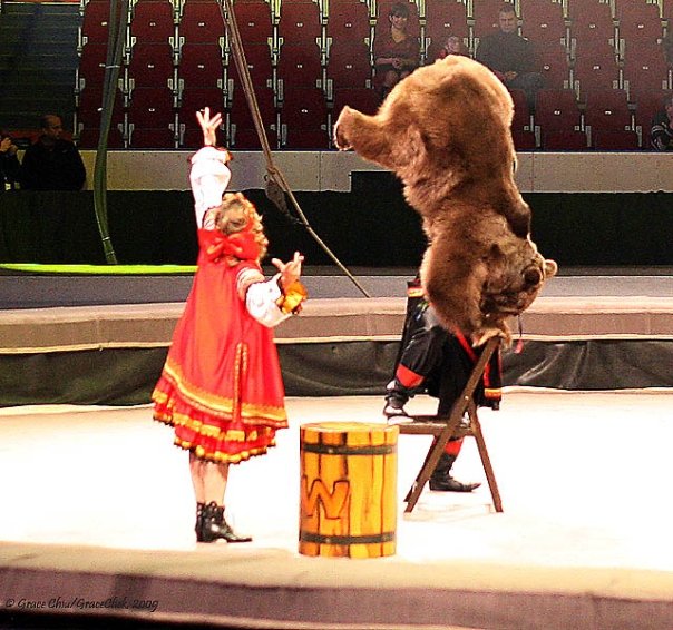 bear-handstand bear-handstand