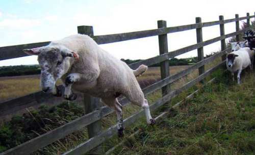 best-sheep-jump