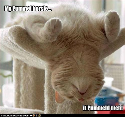 funny-pictures-cat-gymnastics-the-pummel-horsie